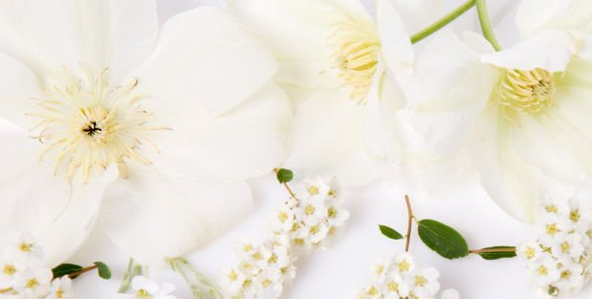 ConteFBlanco.png ConteFBlanco-1-1-1-1-1.png